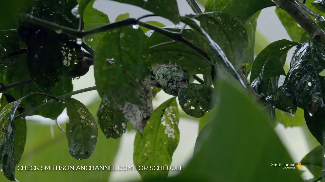 Preview thumbnail for Why Hummingbirds Don't Like Flying in Rainy Conditions