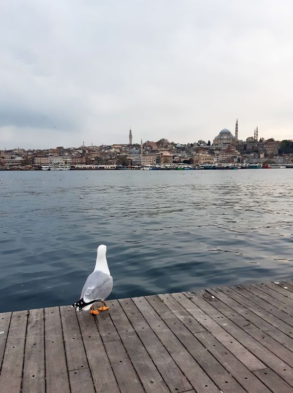 Istanbul gull thumbnail