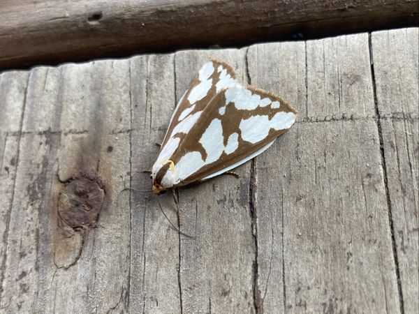 Confused Hapola Moth On My Deck thumbnail