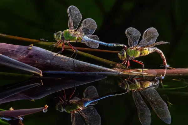 Dragonflies Mating on Water Plant thumbnail