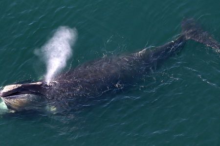 A North Atlantic right whale off the coast of Cape Cod in 2015