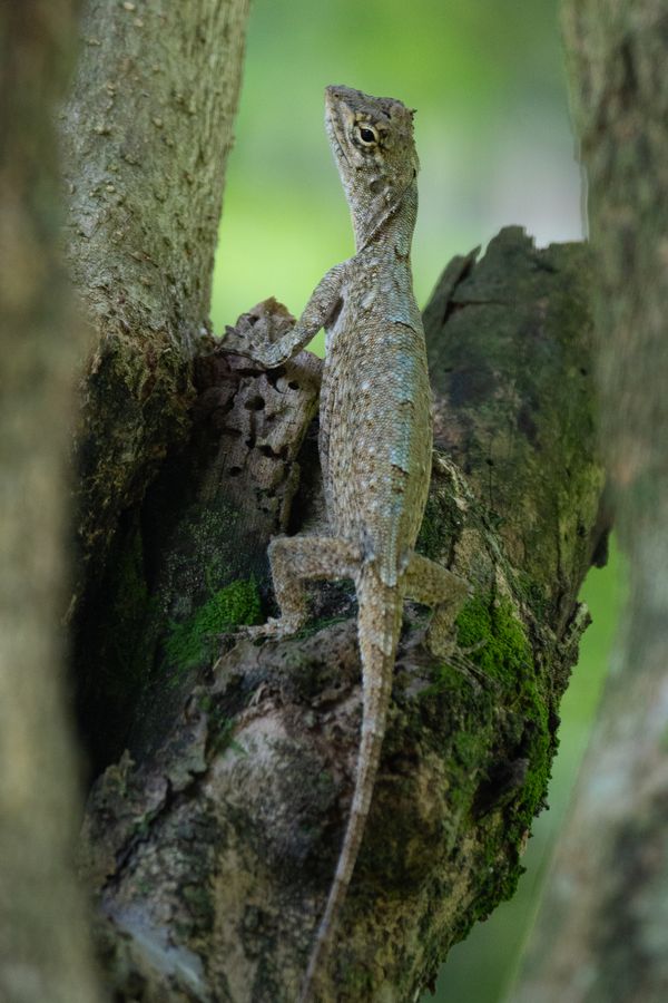 Gecko thumbnail