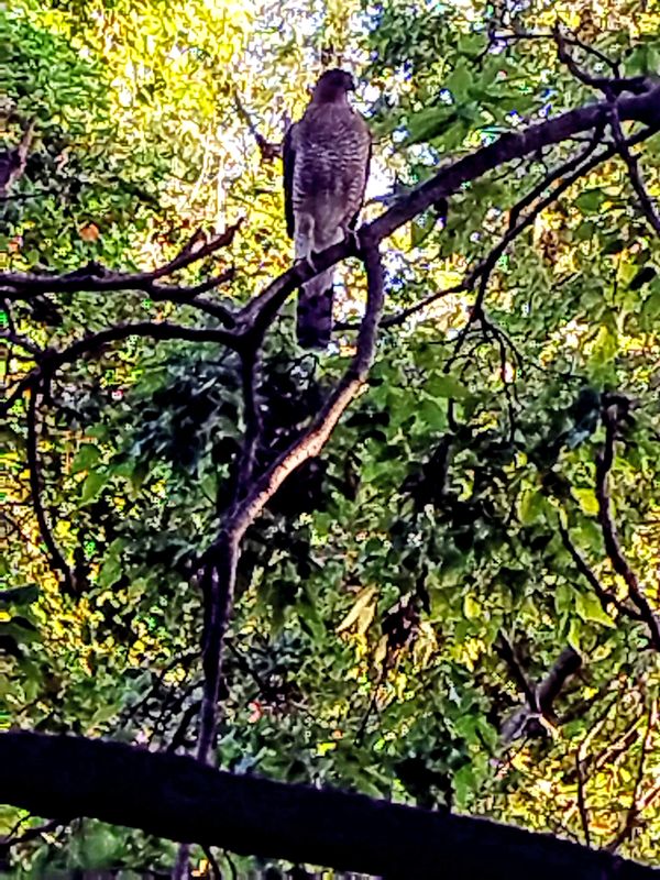 Hawk In Tree thumbnail