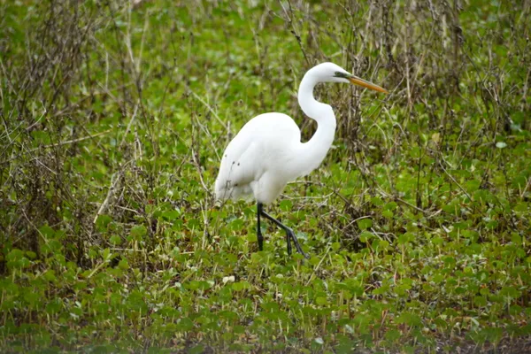 Walking Egret thumbnail