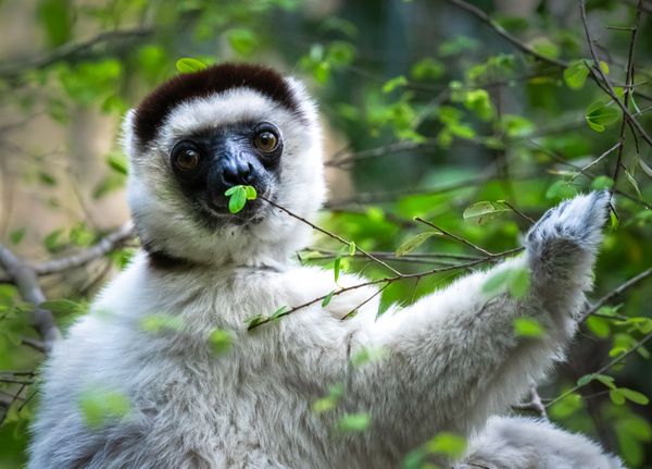 Please save me- Sifakas Lemour thumbnail