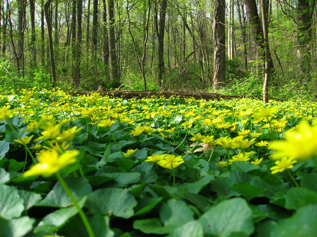 A New Weapon in the War on Weeds: Flamethrowers