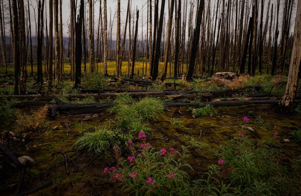 “Blossoms in the Ashes” thumbnail