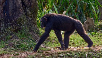 Did Human Ancestors Walk on Their Knuckles Like Today's Chimpanzees? New Research Adds More Evidence to the Debate