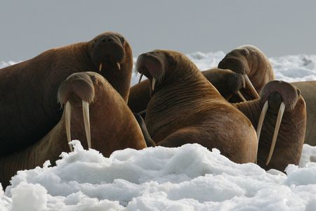 Usually the massive creatures rest between hunting dives on  floating ice. But as ice becomes increasingly scarce, the creatures are forced ashore.
