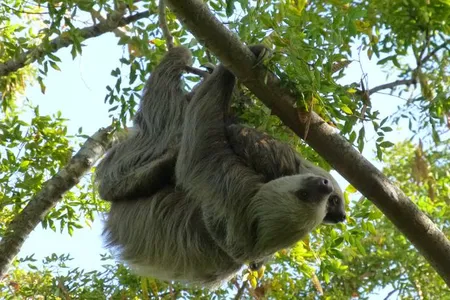 Two-toed sloths (Choloepus hoffmanni) live in the canopy layer of the Panamanian rainforest. Find out why in a family program streaming July 17.