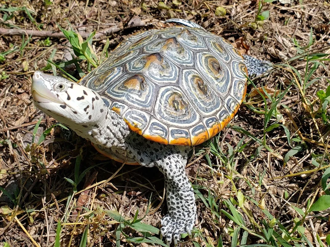 Diamondback terrapin credit Karen McDonald