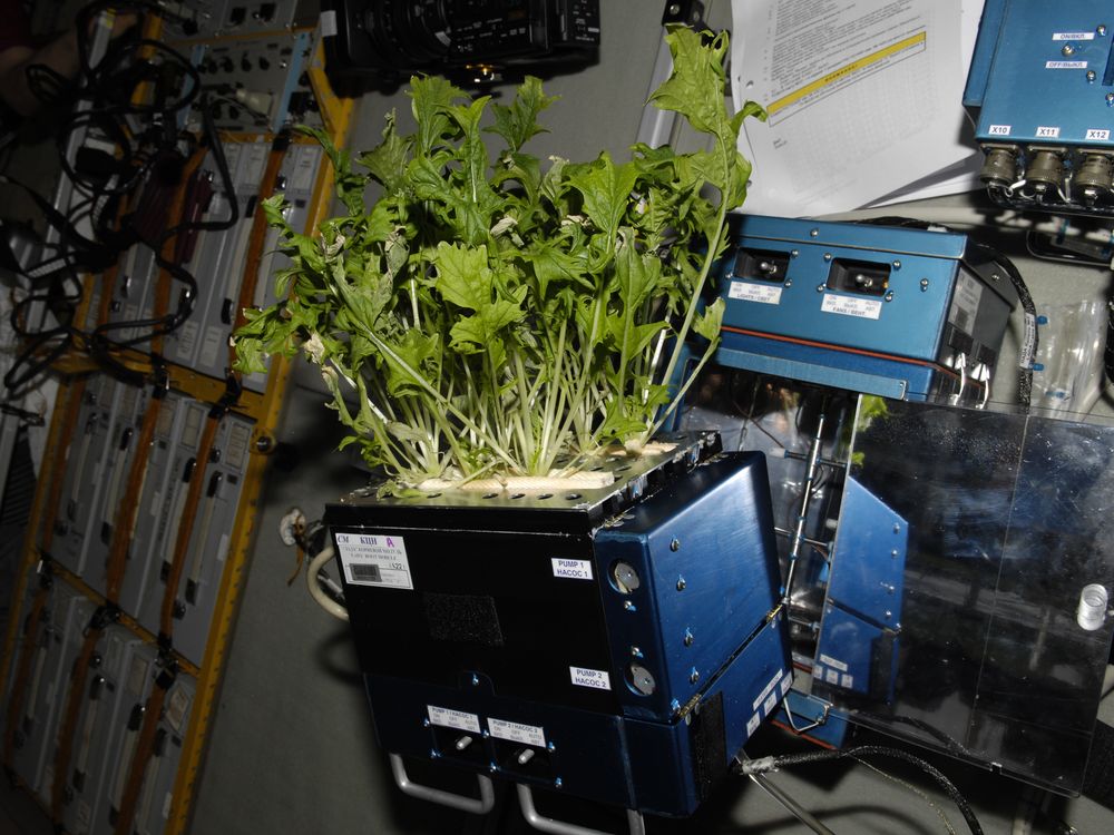 05_08_2014_space lettuce.jpg