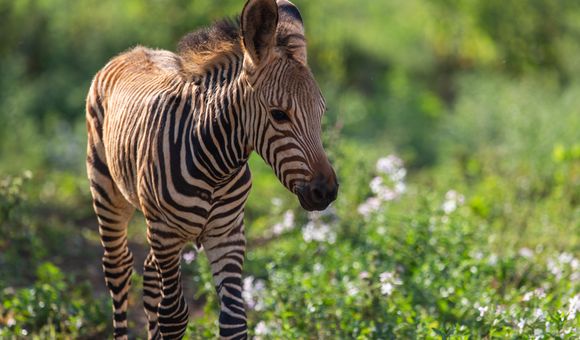 This young Hartmann's mountain zebra colt, born in July 2020, was a first for the Smithsonian Conservation Biology Institute.