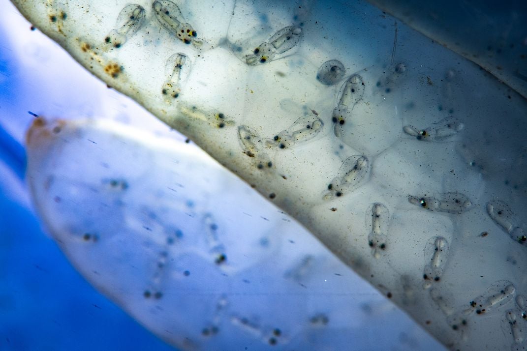 Embryonic Squid