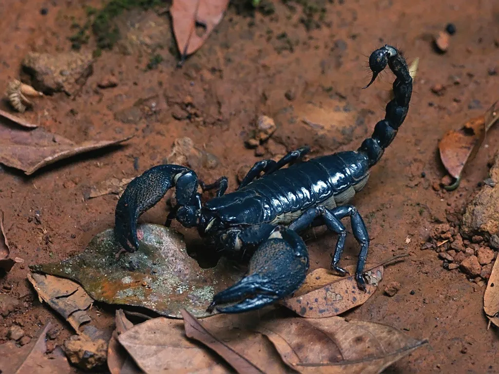 Live, black scorpian on dirt with leaves