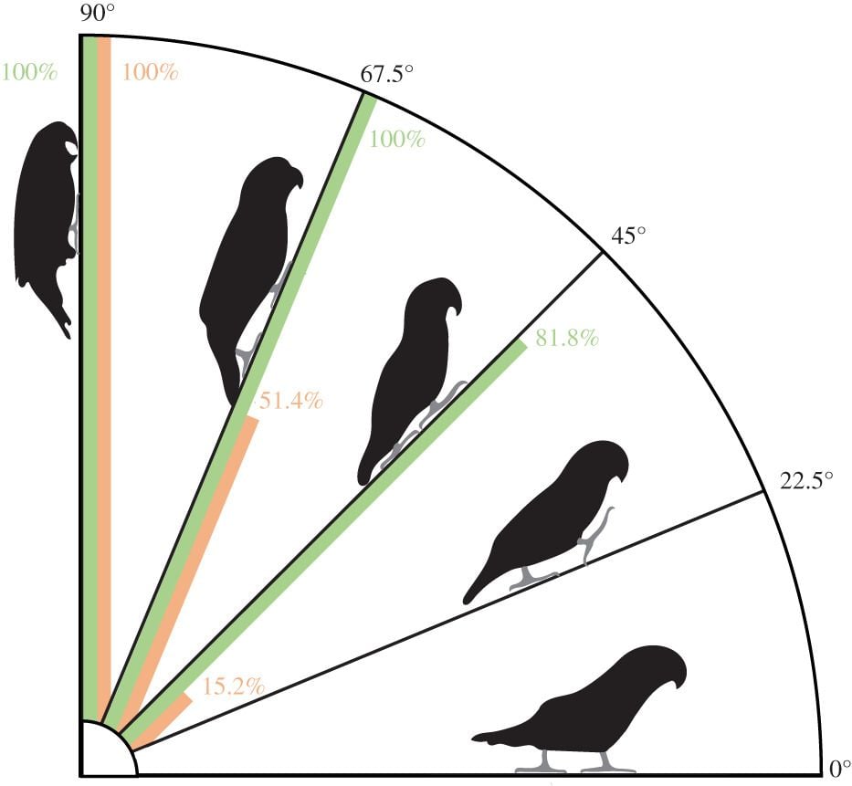 Lovebirds Use Their Beaks as a Third Limb While Climbing | Smart News|  Smithsonian Magazine