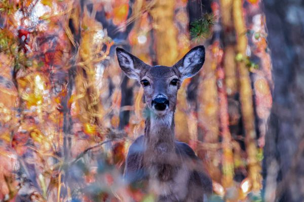 Young deer in autumn color thumbnail