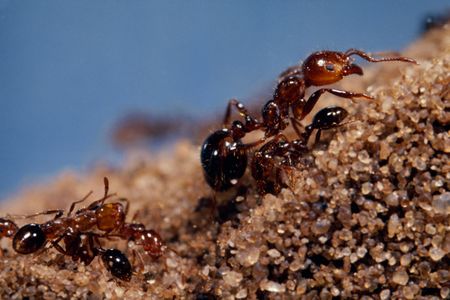 The fire ant has spread like wildfire around the world, thanks to a winning combination of traits and a little help from humans.