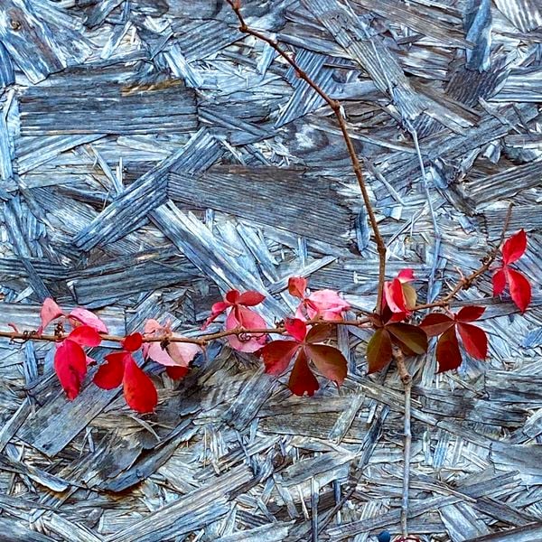 Vine of red leaves growing across chipboard covering a boarded up window thumbnail