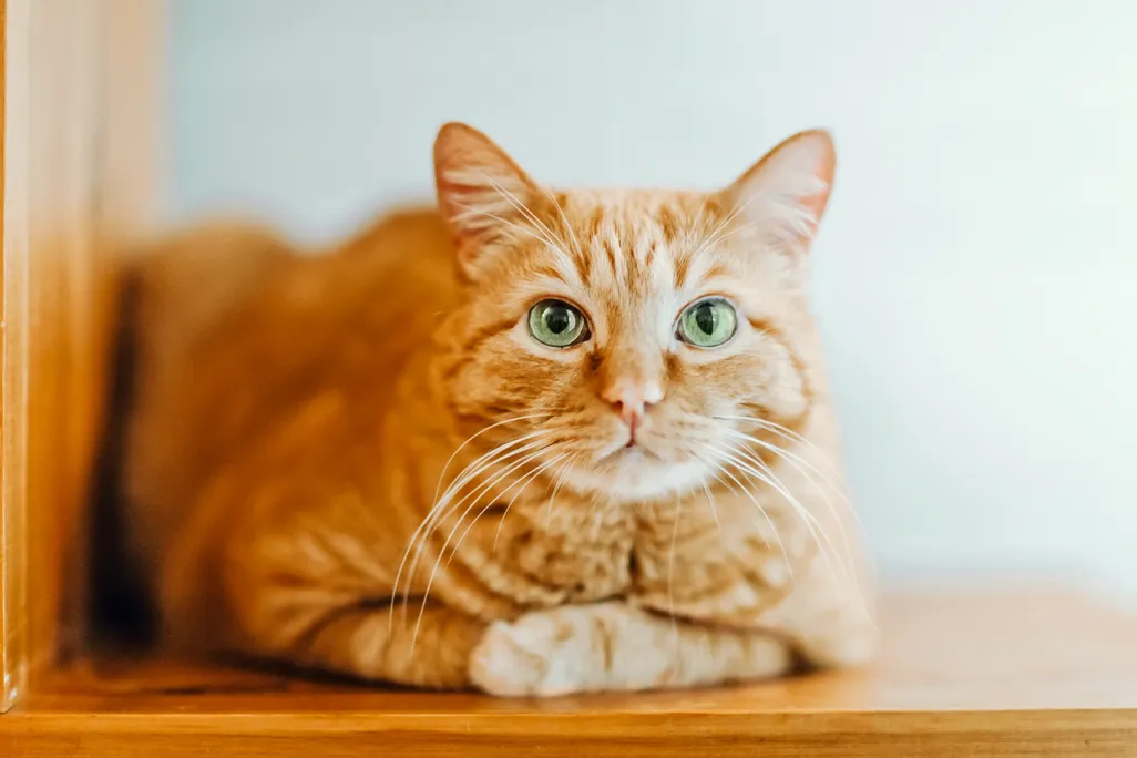 an orange cat sitting on a shelf