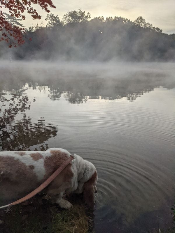 Basset Hound Taking Drink of Water from Lake Channel thumbnail