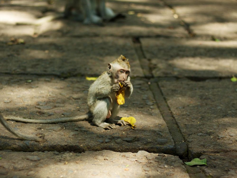 Bali_055_-_Ubud_-_Balinese_Macaque_monkey.jpg