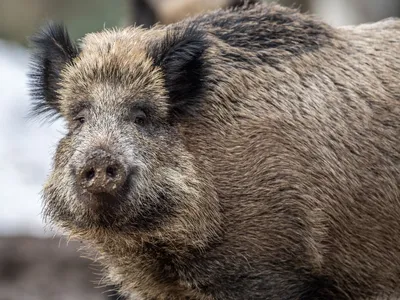 A wild boar in Bavaria, Germany. Levels of radioactive contamination in the animals have not declined significantly since the Chernobyl disaster of 1986.