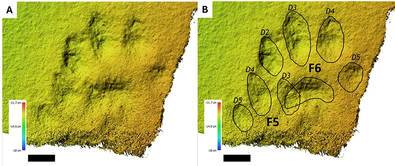 Greenish yellow track marks with lines around them