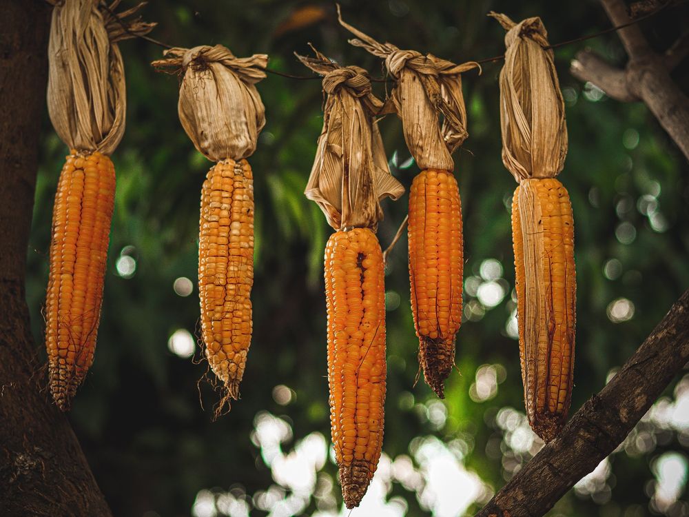 five cobs of yellow corn hanging by their leaves off of a wire hung on a tree