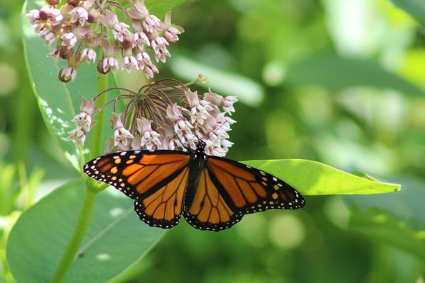 Monarch on milkweed in my garden thumbnail