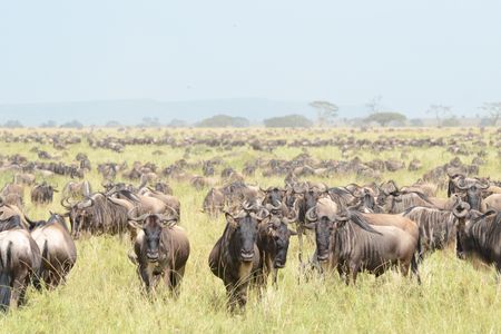 Clay's team captured 15 female gnus for study. Following controlled exposure to male mating calls in an experimental setting, the quadrupeds (and their offspring) were released back into the wild.