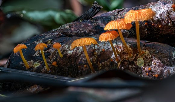 Fungi in Barro Colorado Island