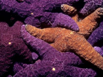 New research is causing the original keystone species, the ochre sea star Pisaster ochraceus, to lose some of its supposed ecosystem-controlling powers.