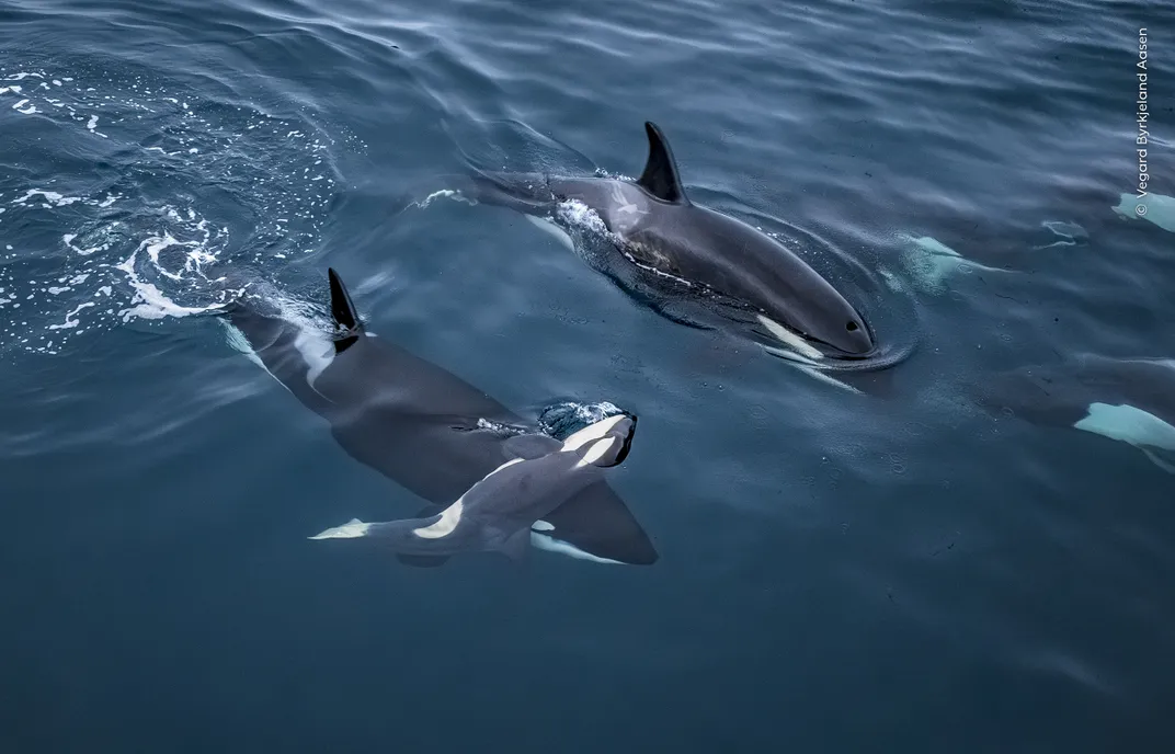 two orcas swim, one carrying a dead calf