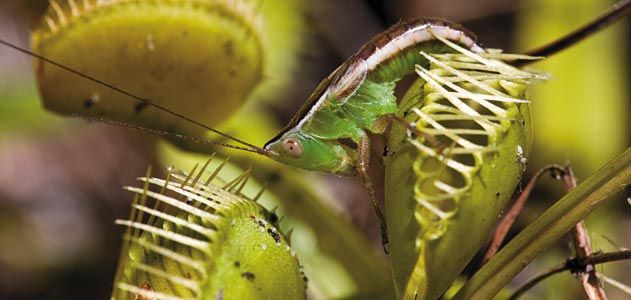 Venus flytrap captured katydid