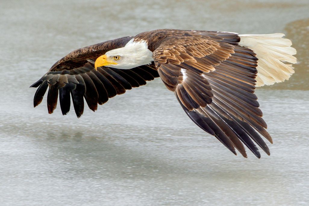 Eagle