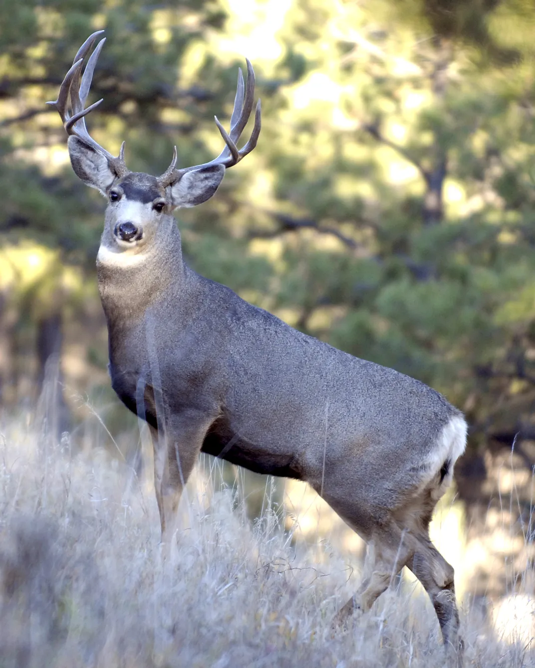 A mule deer stares browses in the pines | Smithsonian Photo Contest ...