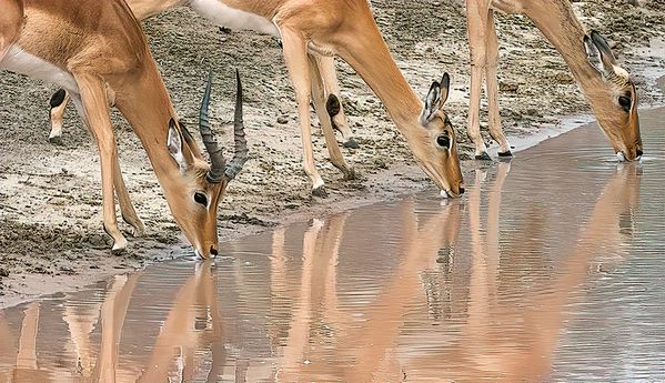 Impalas at the Watering Hole thumbnail