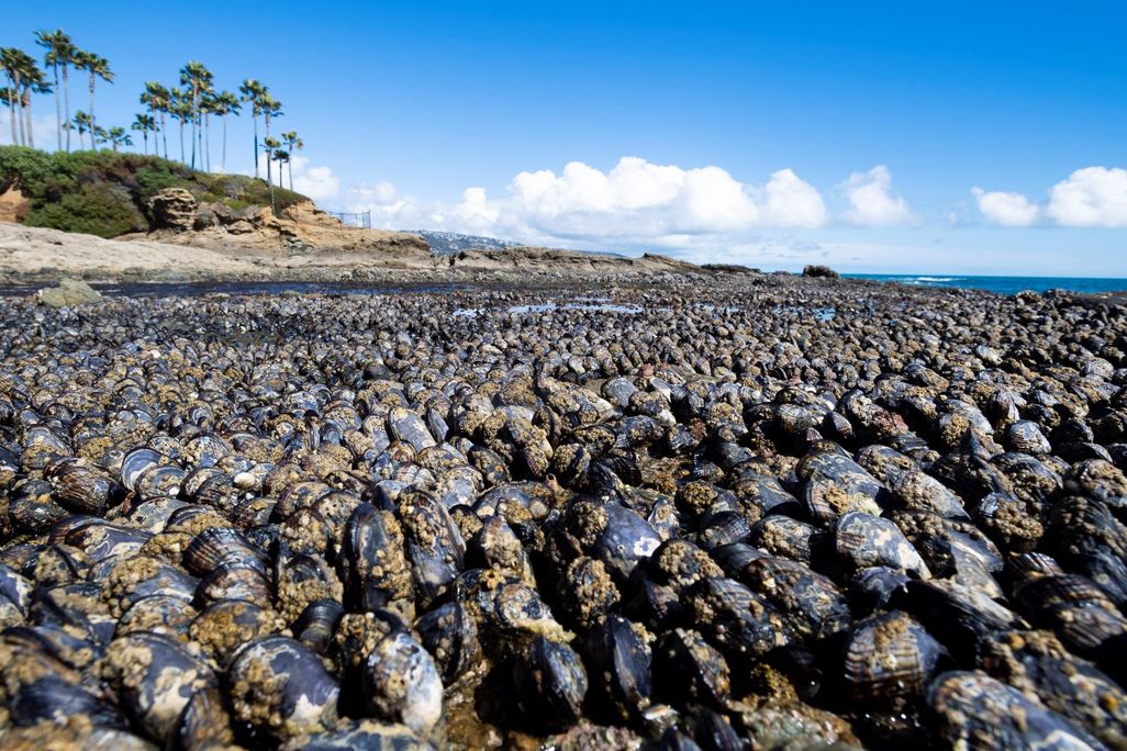 Bed of Mussels