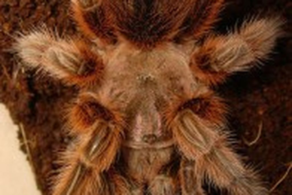 20110520102314tarantula-196x300.jpg