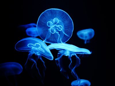 In 2024, engineers used a fluorescent protein found in some jellyfish to create a non-toxic spray that highlights fingerprints at a crime scene.