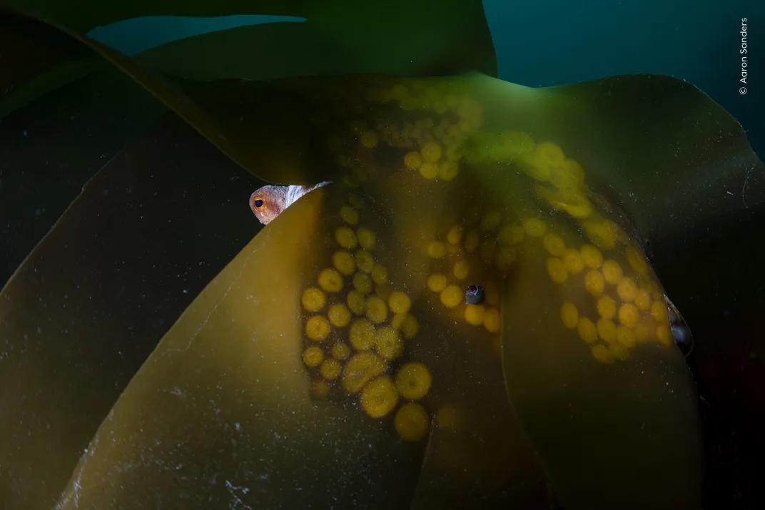 an octopus is hidden behind a piece of kelp with only one eye showing in the light and its suckers slightly visible through the kelp