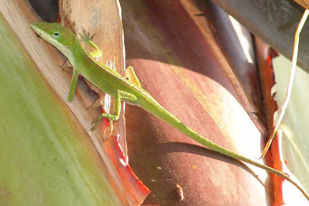 a green lizard with a missing limb