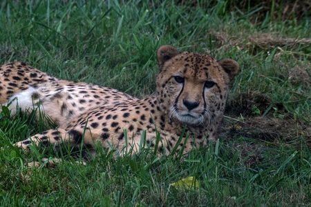The first cheetah cub born at the Smithsonian Conservation Biology Institute celebrated his 10th birthday last year, marking a decade of the facility's successful cheetah breeding program.