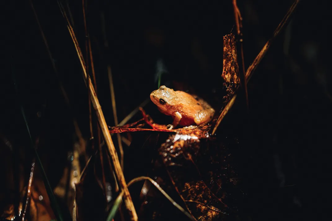 northern spring peeper