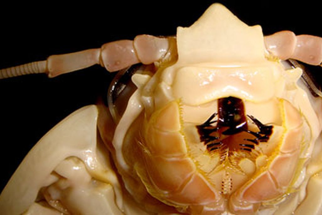 Bathynomus