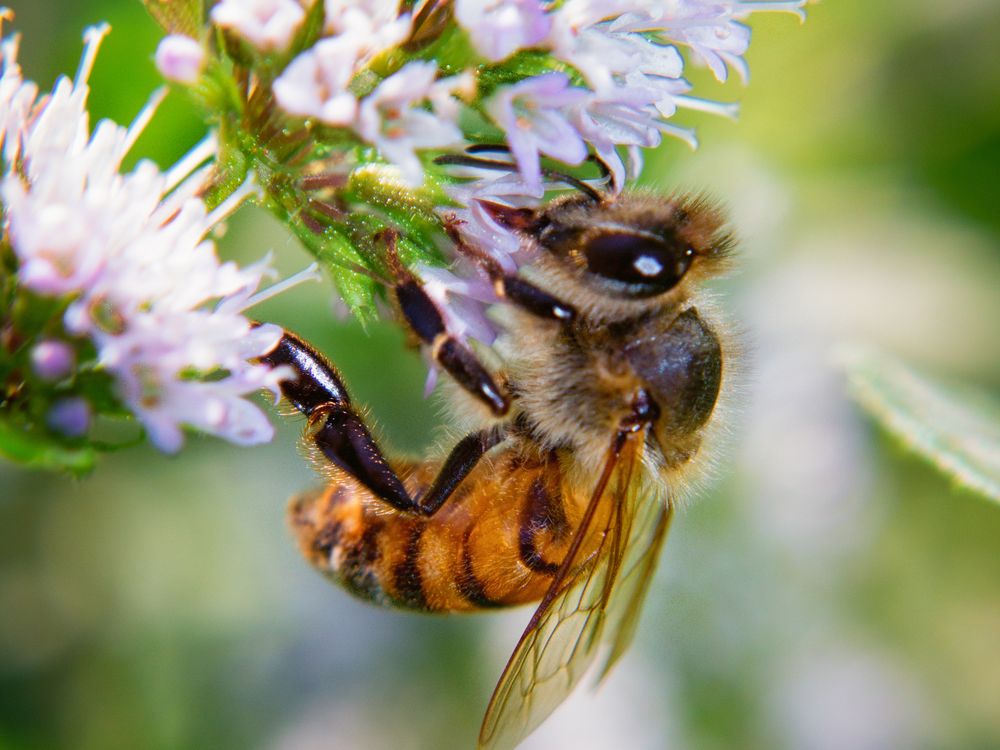 A Honey Bee gathers Nectar from a flower. Smithsonian Photo Contest