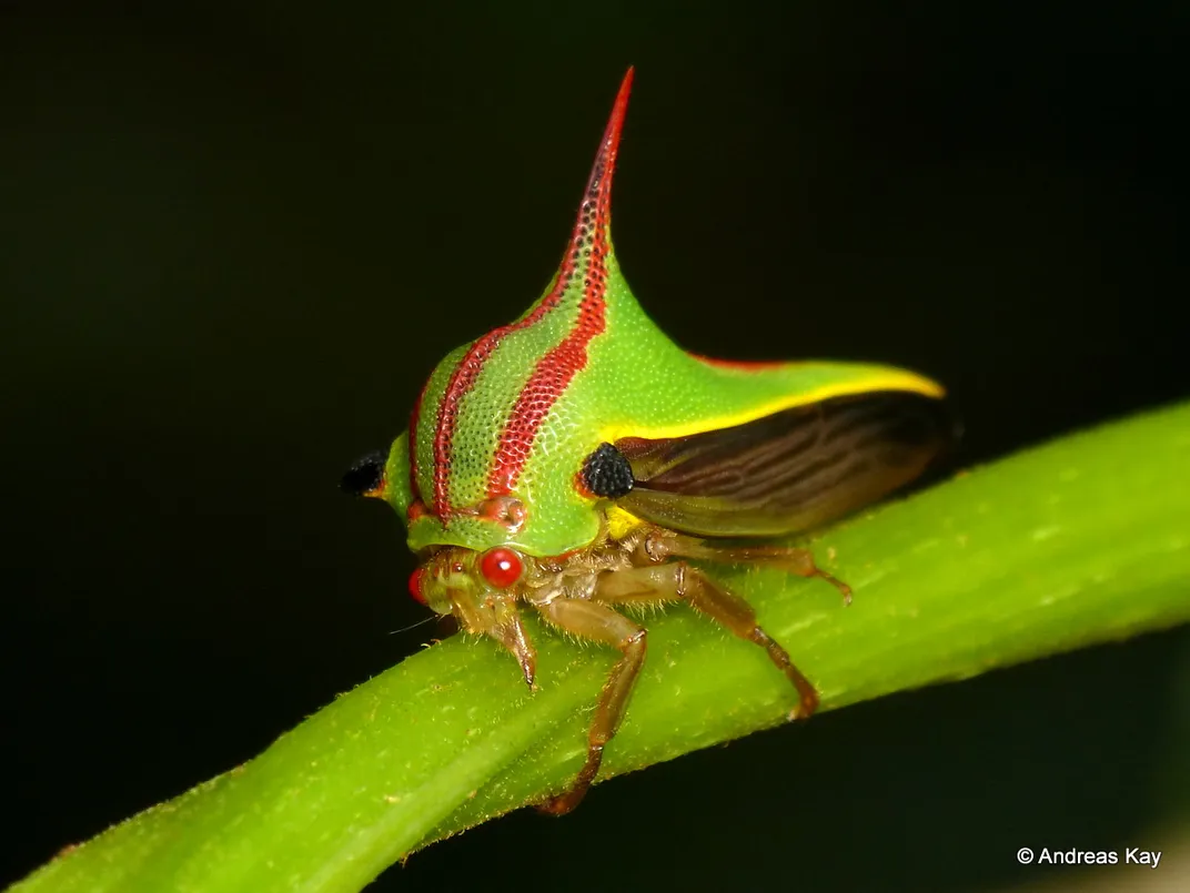 Treehoppers’ Bizarre, Wondrous Helmets Use Wing Genes to Grow