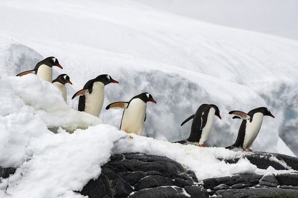 Antarctica Gentoo Penguins thumbnail
