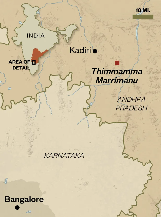 Thimmamma Marrimanu